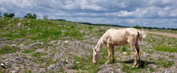 White free-roaming horse